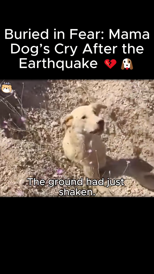 M1511027_Buried in Fear Mama Dog Cry After Earthquake. #Fyp #trending #v…_part2
