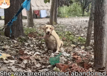 M1511028_She Was Alone, Pregnant, Afraid Until We Arr. #fyp #trending #v…_part2