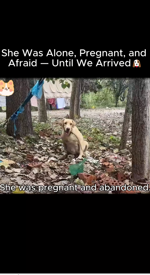 M1511028_She Was Alone, Pregnant, Afraid Until We Arr. #fyp #trending #v…_part2