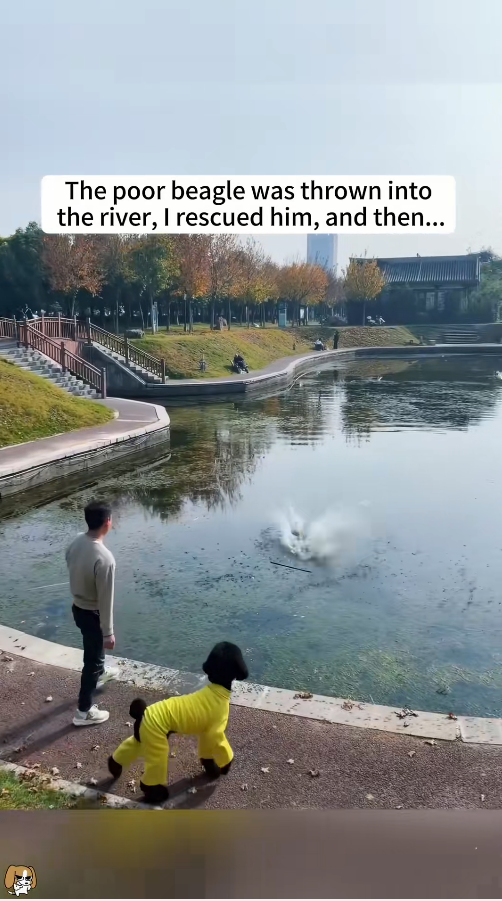 M1511002_poor beagle was thrown into river, rescued him, then……_part2