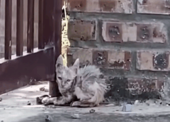 M1511004_Never felt love before, tiny kitten cried joy when lady_part2