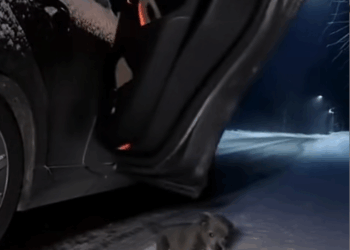 M1511016_Left in Snow Found by Love #CatRescue #WinterStory #Res…_part2