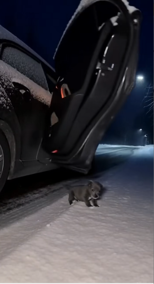 M1511016_Left in Snow Found by Love #CatRescue #WinterStory #Res…_part2