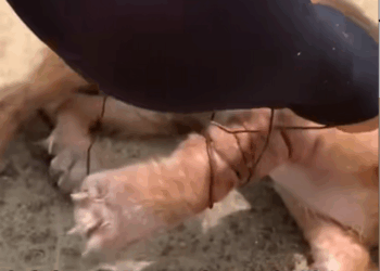 B1711026_Dog Rescue,stray paw rescue story of puppy wire tied aro…_part2