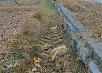 M1811002 found very small white puppy on way, rescued it #rescueanim