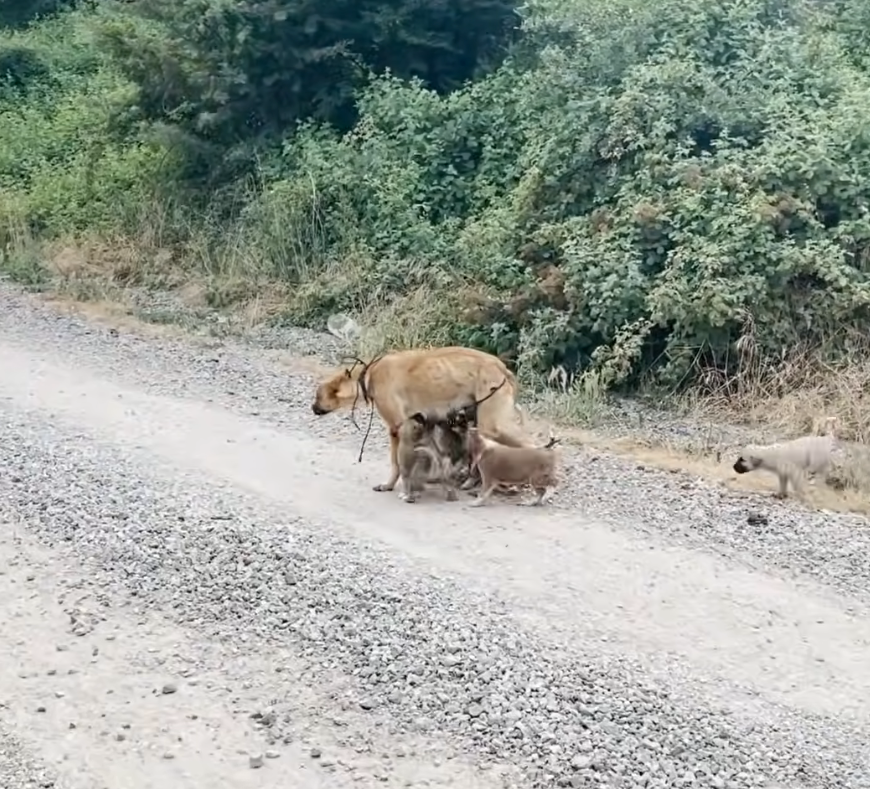 M3110023_Bacaklarından Bağlanıp Yavrularıyla Ormana Atılan Anne Köpeği Kurtardık_part2