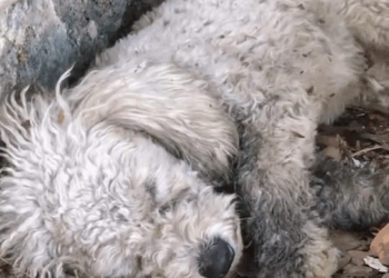 M1811003 poor stray dog was starving fainted in an abandoned warehou