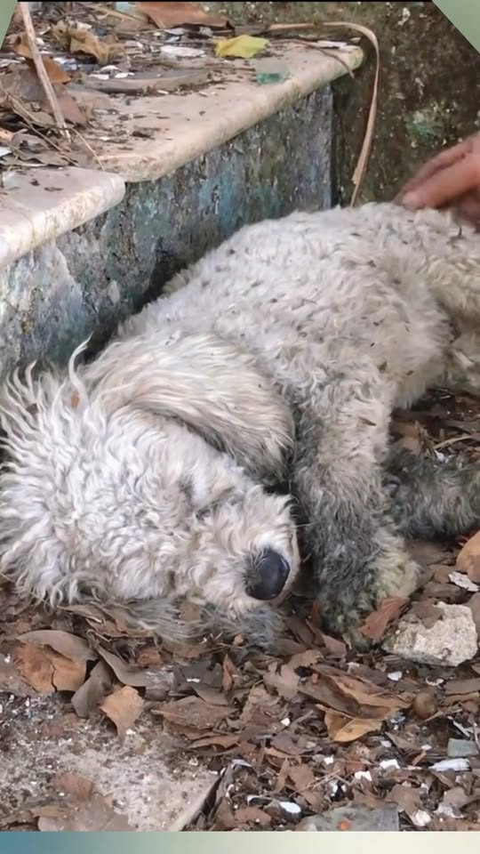 M1811003 poor stray dog was starving fainted in an abandoned warehou