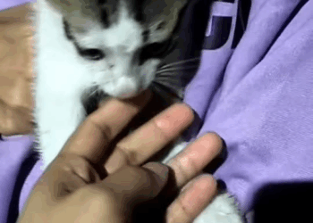 M1811004 It’s drizzling and I see a cat sitting in the rain. #cat #Olaf the Rain Cat #stray cat part 2