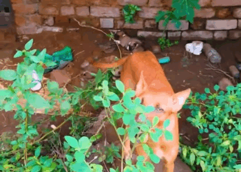 M1811005 Puppy Trapped Under Mud After Heavy Rain Tiny Life Under Mud part2