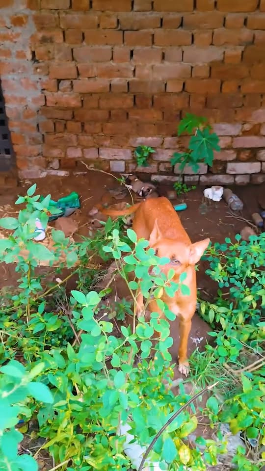 M1811005 Puppy Trapped Under Mud After Heavy Rain Tiny Life Under Mud part2