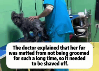 M1811006 She is stray dog, but her pup is not #rescuedog #dog #straydog #a