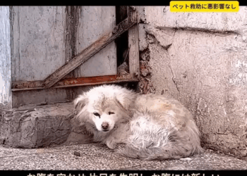 M1811009 #tiktok #dog #fyp #animalrescue part2