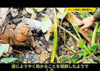 M1811010 #fyp #animalrescue #puppy #tiktok #animals part2