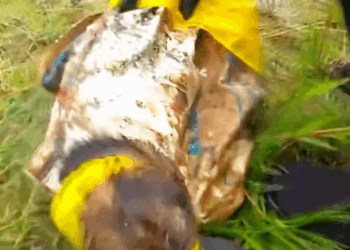 B1711020_Um saco se mexia de forma estranha beira da lagoa #HistóriaRealDeRe…_part2