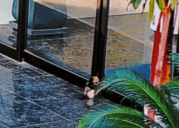 B1711018_We rushed to save cat trapped in door before it was too late #c…_part2