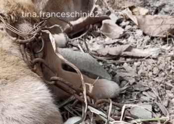 M1811011 found little dog chained in corner of firewood storage