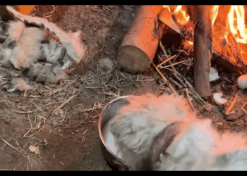 M1811013 While cleaning up an abandoned woodlot in woods, man heard cr