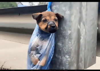 B1711014_Brings tears to my eyes Trembling with fear Hurt but still gentle Waiting for someone to save them_part2