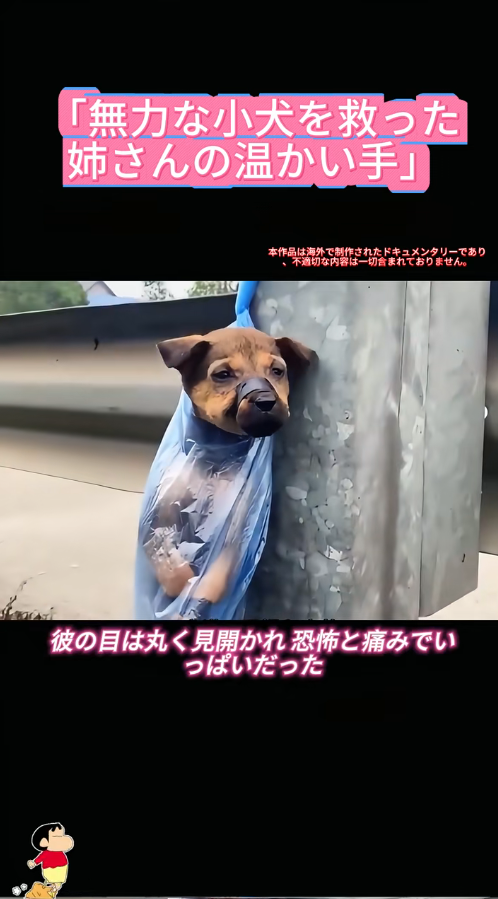 B1711014_Brings tears to my eyes Trembling with fear Hurt but still gentle Waiting for someone to save them_part2