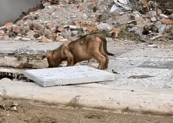 M1811017 poor puppy wandering on street saw it without hesitation de