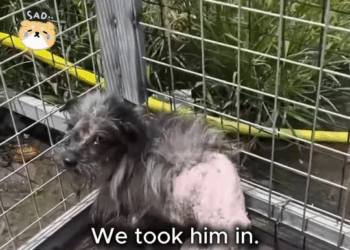 M1811019 He Had No Fur, No Home But He Still Had Hope’