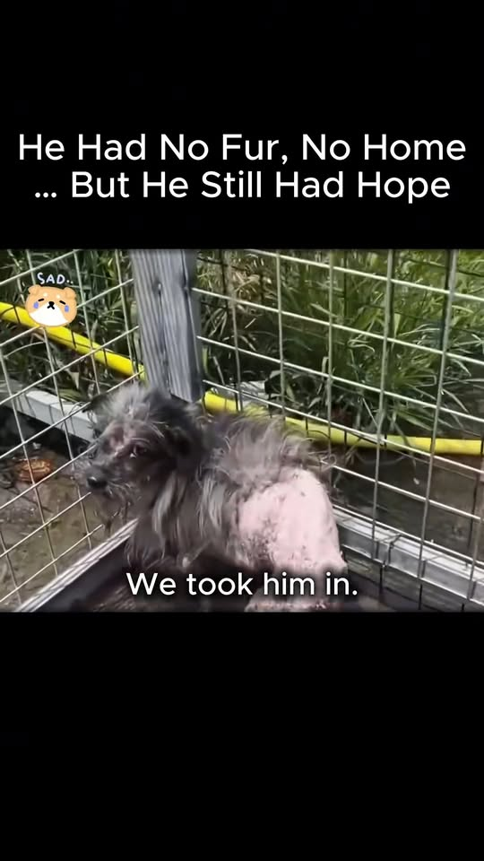 M1811019 He Had No Fur, No Home But He Still Had Hope’
