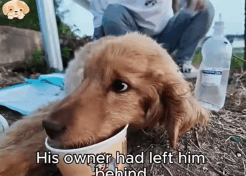 M1811021 Was His Only Shelter Until We Found Him