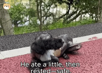 M1811022 dog in sack