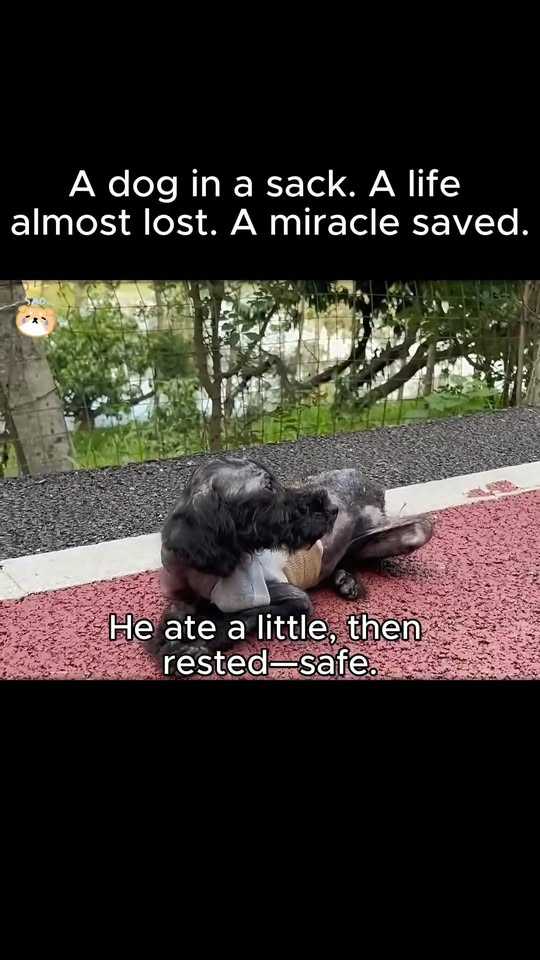 M1811022 dog in sack