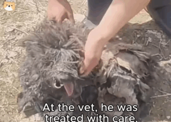 M1811023 Heart Rescue