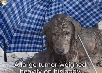 M1811024 Trapped in Mud, Fighting Life