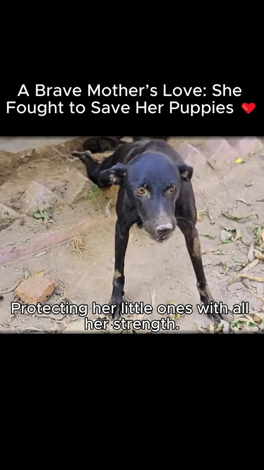 M1811025 Brave Mother Love She Fought to Save Her Puppies