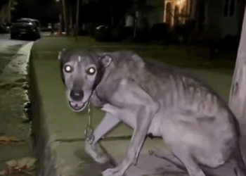 MB0211023 We Saved stray Dog Abused Support Now Link in bio #rescue #animals #lovestory part1