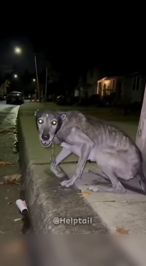 MB0211023 We Saved stray Dog Abused Support Now Link in bio #rescue #animals #lovestory part1