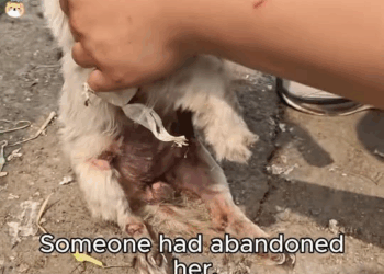 M1811026 Broken Dog Finds Life