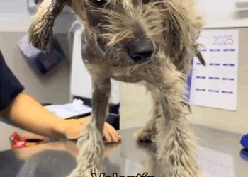 M1811027 Valentín!! #valiente #abandono #adoptarperritos #perrosfelices part2