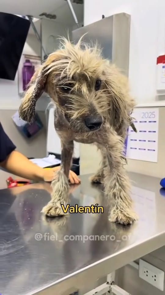 M1811027 Valentín!! #valiente #abandono #adoptarperritos #perrosfelices part2
