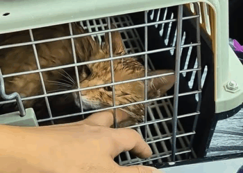 M0211002 I saw a drowning cat screaming for help desperately