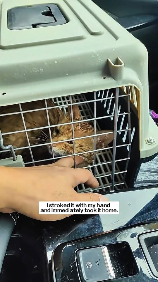 M0211002 I saw a drowning cat screaming for help desperately