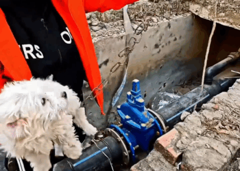 M1811029 #creatorsearchinsights #rescue #dogsoftiktok #dog #puppy #petscare part2