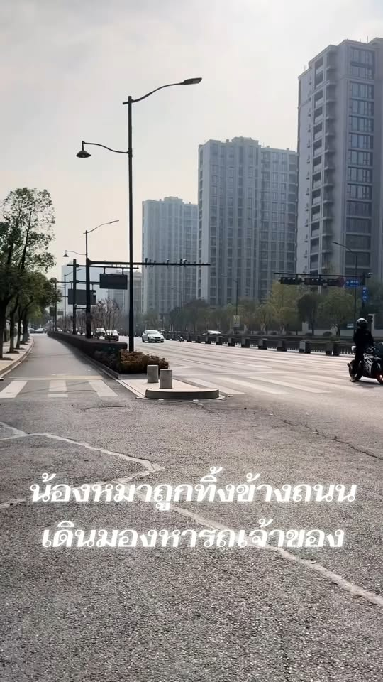 M1811030 A dog was found on the side of the road looking for its owner’s car. #dog #cat #lookingfordog #lostdog #dog