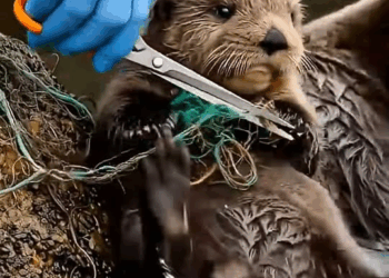 M1811031 Heartwarming Sea Otter Rescue Baby Freed Net, Reunion Mom part2