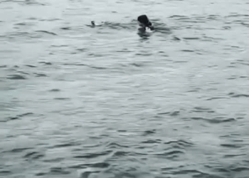 M1811034 superhero women #catrescue #fypppppppppppp part2