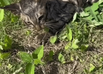 M1811037 anjing pemberani menyelamatkan seekor kucing yang terjebak didalam part2