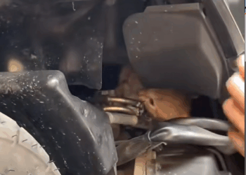 M1811036_tp kucingnya bisa kita selamatin kok gaisss hahahha #kucing #fypシ_part2