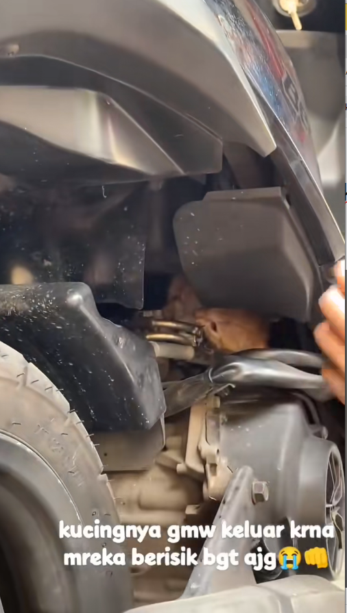 M1811036_tp kucingnya bisa kita selamatin kok gaisss hahahha #kucing #fypシ_part2