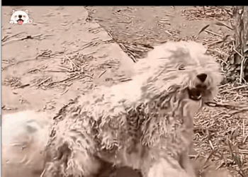 M1811018_He Was Abandoned. Now He Has Family. #fyp #viral #trending #RescueP…_part2