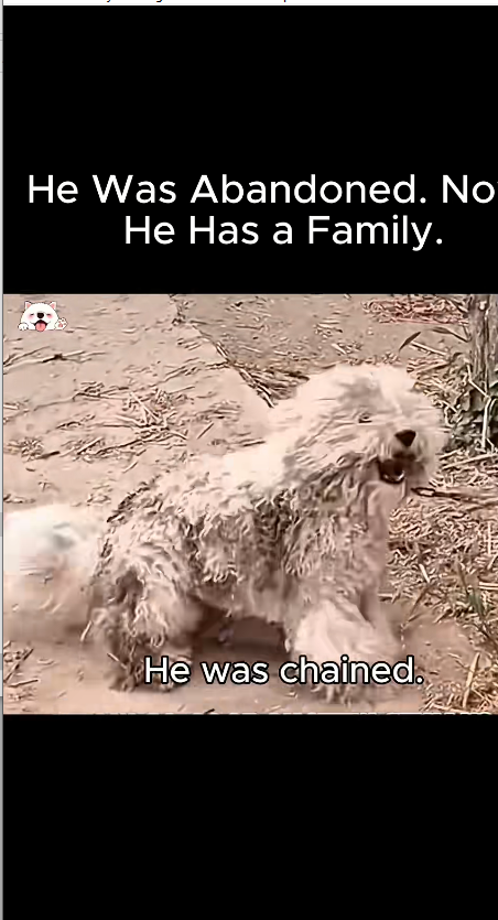 M1811018_He Was Abandoned. Now He Has Family. #fyp #viral #trending #RescueP…_part2