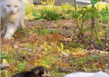 MB2011018_found cat family she has two very cute babies now it was members_part2